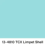 4 colore limpet shell